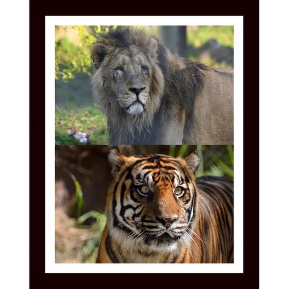 Lion & Tiger Combined Print Framed Under Glass Wooden Frame For Home & Office Decor 45X30 Cm For Decor & Gifting