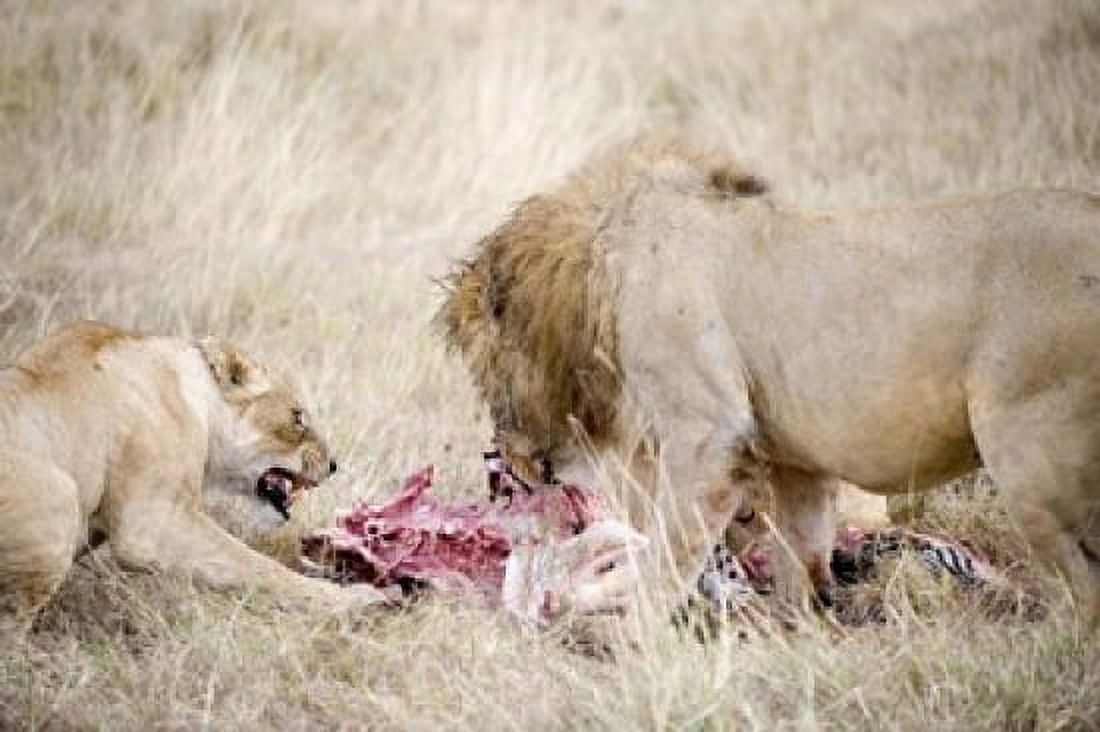 Lion and a lioness (Panthera leo) eating a zebra Ngorongoro Crater Ngorongoro Tanzania Canvas Art - Panoramic Images (16 x 11)