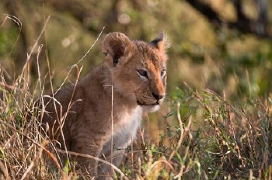 Lion cub Masai Mara National Reserve Kenya Canvas Art - Sergio Pitamitz DanitaDelimont (24 x 15)