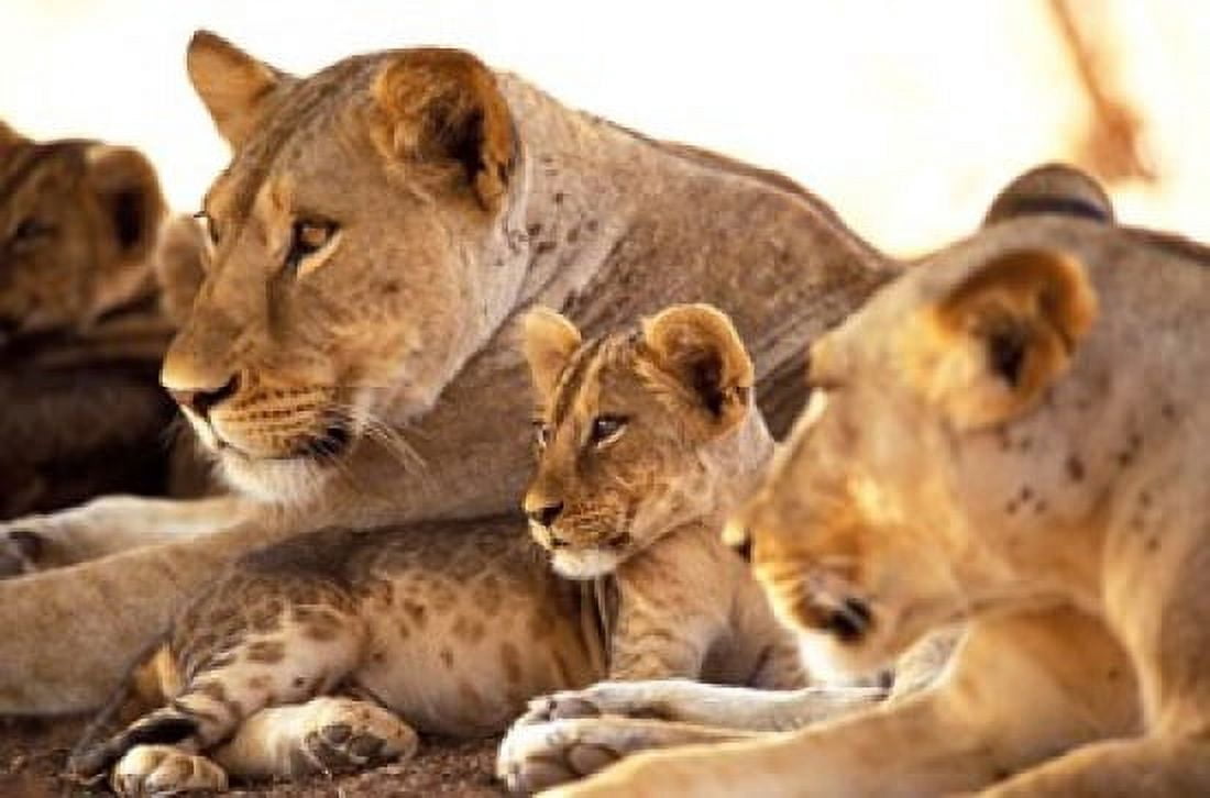 Lion cub among female lions Samburu National Game Reserve Kenya Canvas Art - Adam Jones DanitaDelimont (36 x 24)