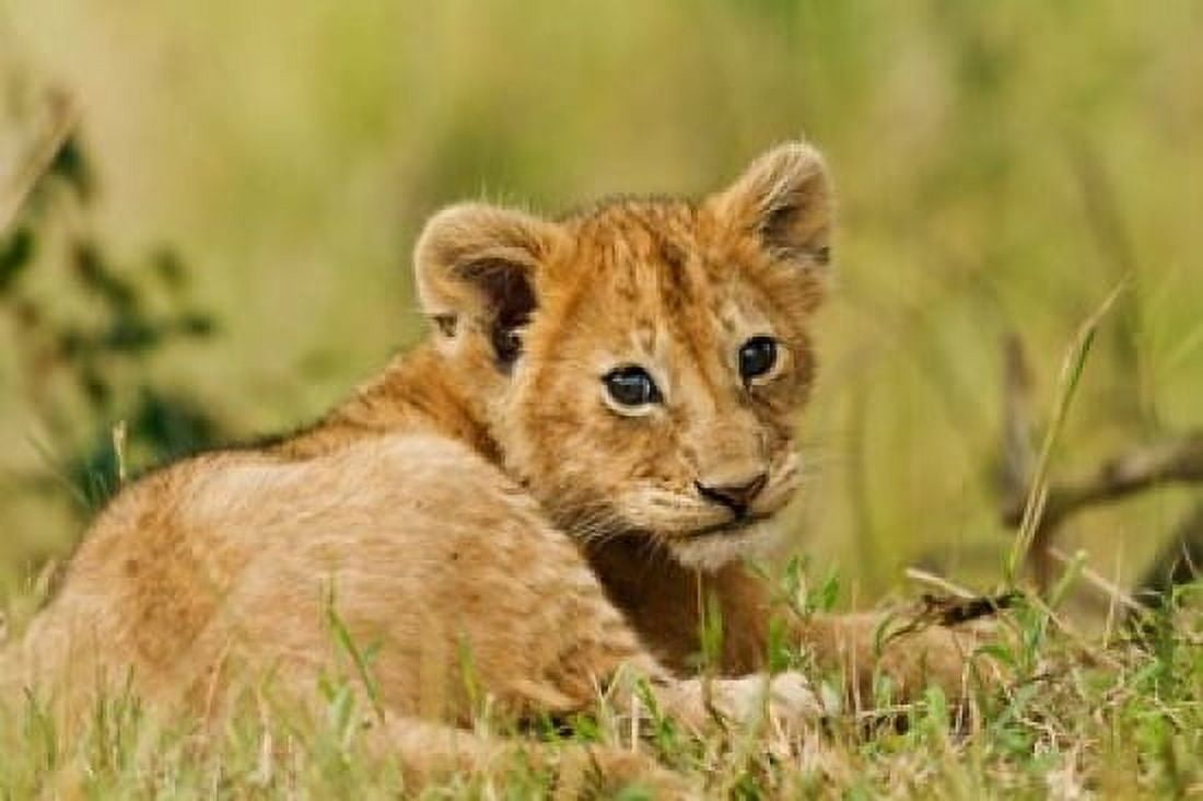 Lion cub in the bush Maasai Mara Wildlife Reserve Kenya Canvas Art - Jagdeep Rajput DanitaDelimont (35 x 24)