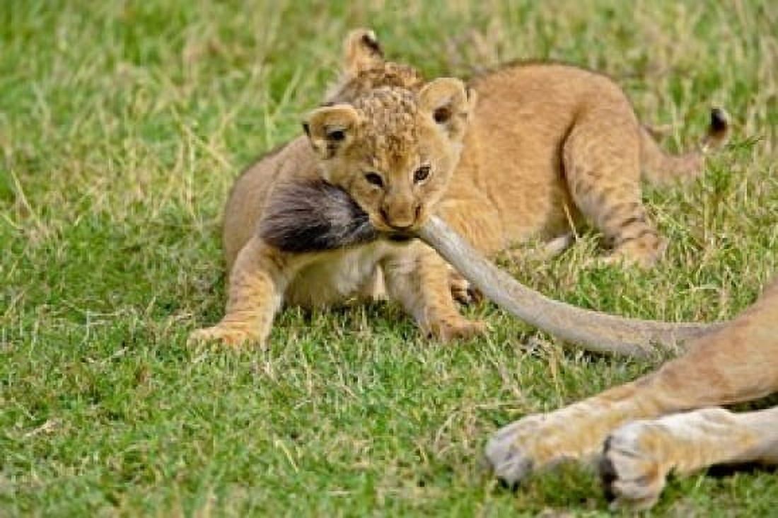 Lion cub mothers tail Masai Mara Game Reserve Kenya Canvas Art - Adam Jones DanitaDelimont (35 x 23)