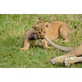 thumbnail image 1 of Lion cub, mothers tail, Masai Mara Game Reserve, Kenya Poster Print by Adam Jones (35 x 23), 1 of 1
