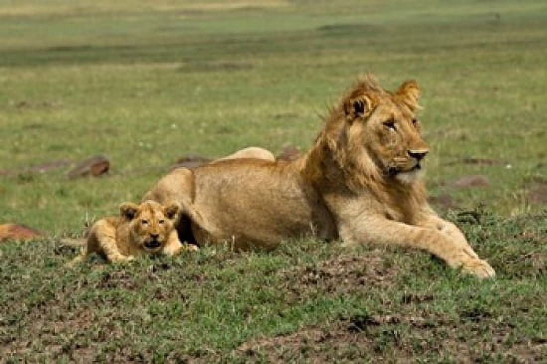 Lion cub with male lion Maasai Mara Kenya Canvas Art - Adam Jones DanitaDelimont (35 x 23)