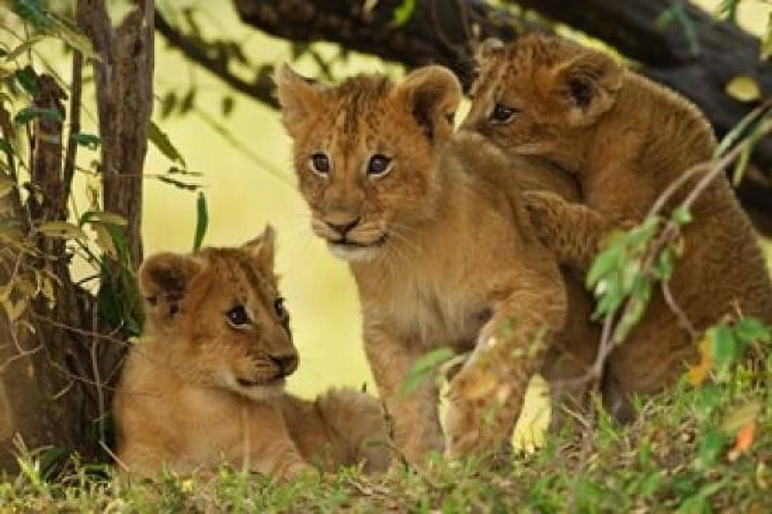 Lion cubs in the bush Maasai Mara Wildlife Reserve Kenya Canvas Art - Jagdeep Rajput  DanitaDelimont (24 x 15)