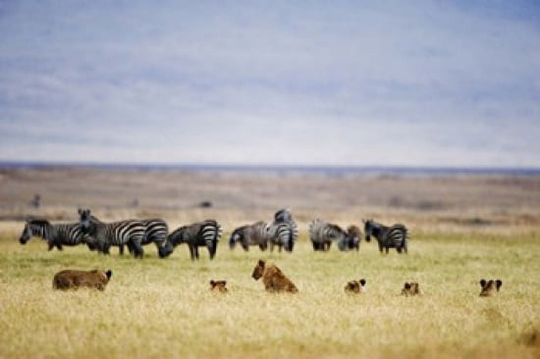 Lion family (Panthera leo) looking at a herd of zebras in a field Ngorongoro Crater Ngorongoro Tanzania Canvas Art - Panoramic Images (16 x 11)