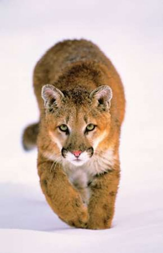 Lion in Winter Canvas Art - Gary Crandall (24 x 36)
