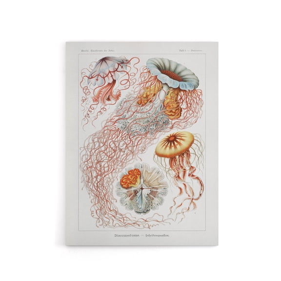 Lion's Mane Jellyfish Haeckel Botanical Canvas Wall Art 24X32"