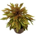 thumbnail image 1 of Lion's Mane Mini Copper Plant - Solenostemon  - Fiery House Plant - 2.5" Pot, 1 of 2