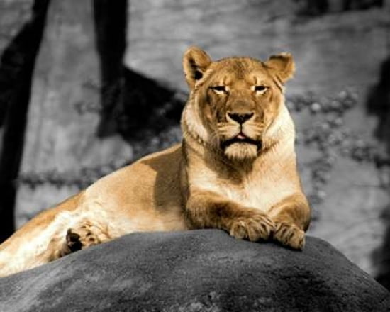 Lioness Canvas Art - Kelly Donovan (24 x 30)