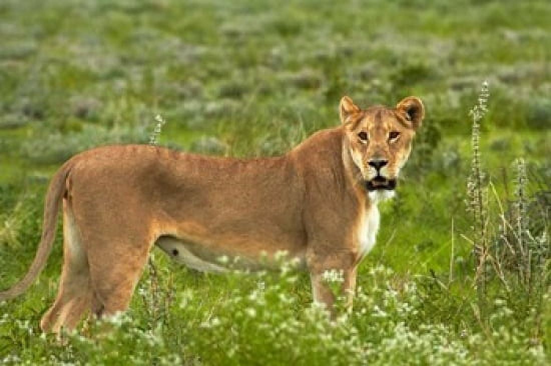 Lioness Etosha National Park Namibia Canvas Art - David Wall DanitaDelimont (35 x 24)