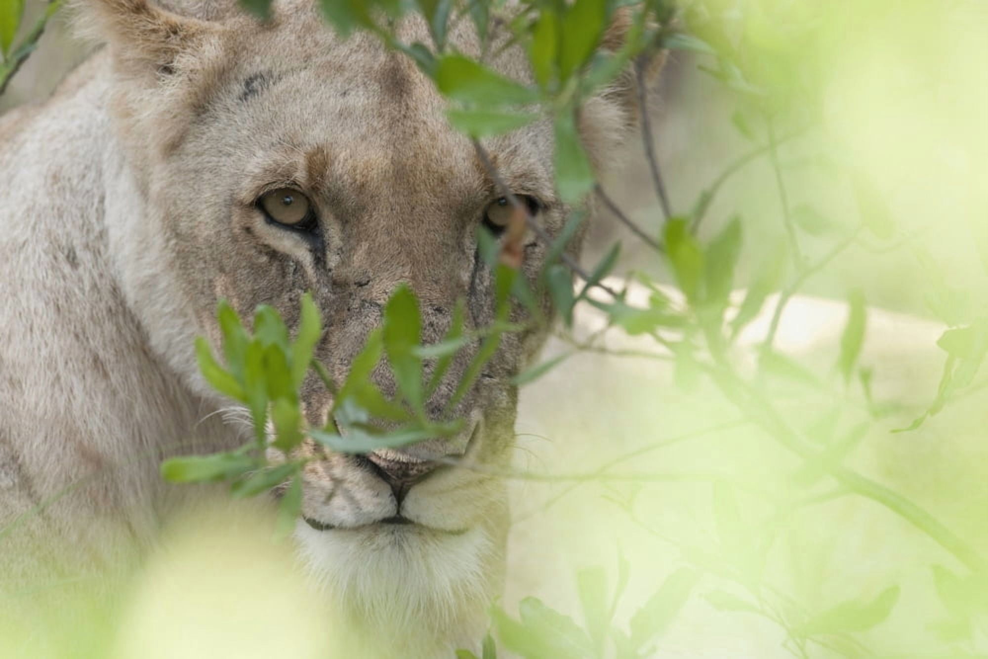 Lioness Kenya Africa Canvas Art - Keith Levit Design Pics (18 x 12)