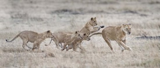 Lioness (Panthera leo) and cubs at play Kenya Canvas Art - Panoramic Images (15 x 6)