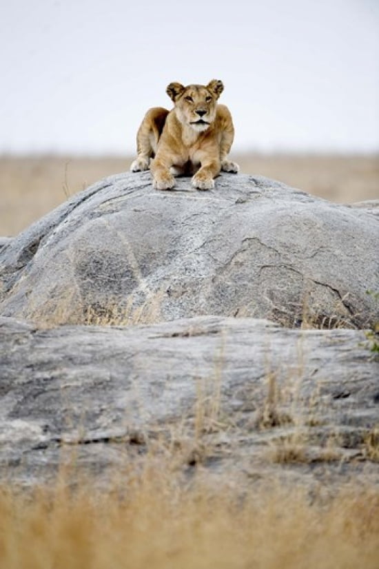 Lioness (Panthera leo) sitting on a rock Serengeti Tanzania Canvas Art - Panoramic Images (16 x 24)