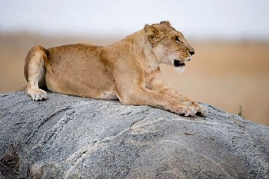 Lioness (Panthera leo) sitting on a rock Serengeti Tanzania Canvas Art - Panoramic Images (36 x 24)