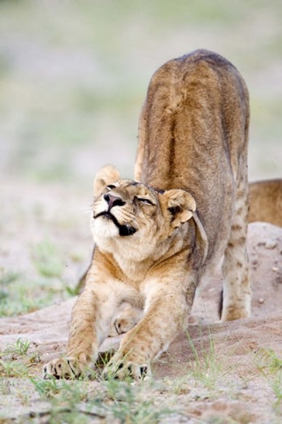 Lioness (Panthera leo) stretching in a forest Tarangire National Park Tanzania Canvas Art - Panoramic Images (16 x 24)