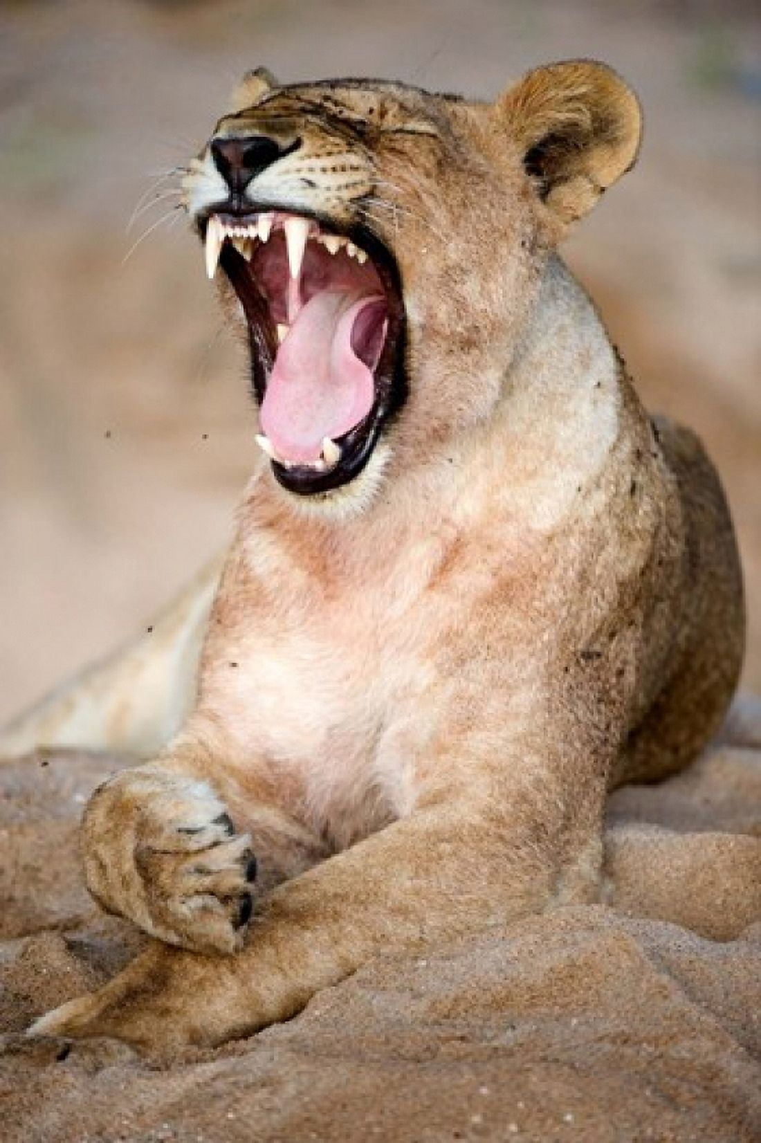 Lioness (Panthera leo) yawning in a forest Tarangire National Park Tanzania Canvas Art - Panoramic Images (24 x 36)