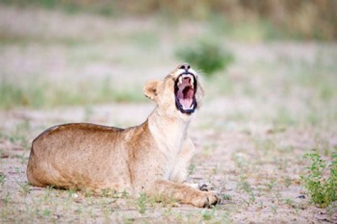 Lioness (Panthera leo) yawning in a forest Tarangire National Park Tanzania Canvas Art - Panoramic Images (36 x 24)