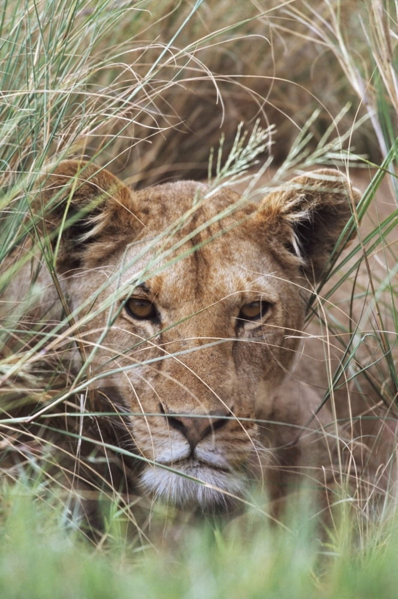 Lioness Peering Through Grass Africa Canvas Art - David Ponton Design Pics (12 x 19)