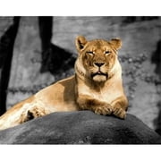 Lioness Poster Print by Kelly Donovan, 24 x 30 - Large