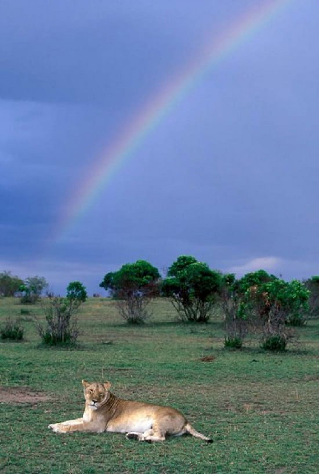 Lioness Resting Under Rainbow Masai Mara Game Reserve Kenya Canvas Art - Paul Souders DanitaDelimont (24 x 36)