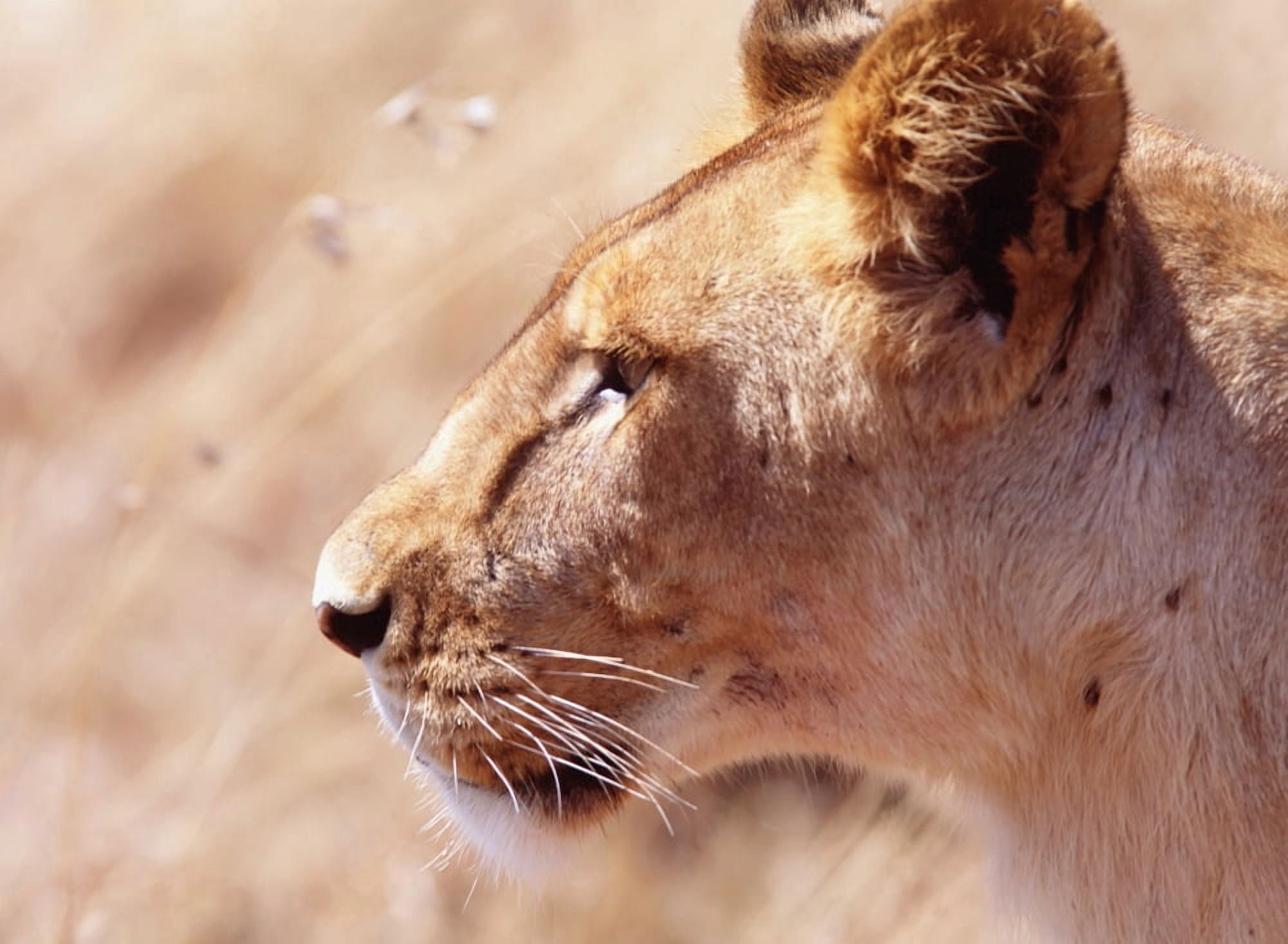 Lioness Staring Intently At Passing Gazelle Close Up Canvas Art - Ian Cumming Design Pics (36 x 26)