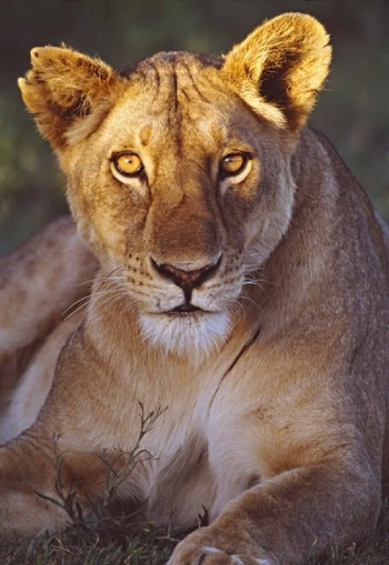 Lioness Tanzania Africa Canvas Art - Panoramic Images (17 x 24)
