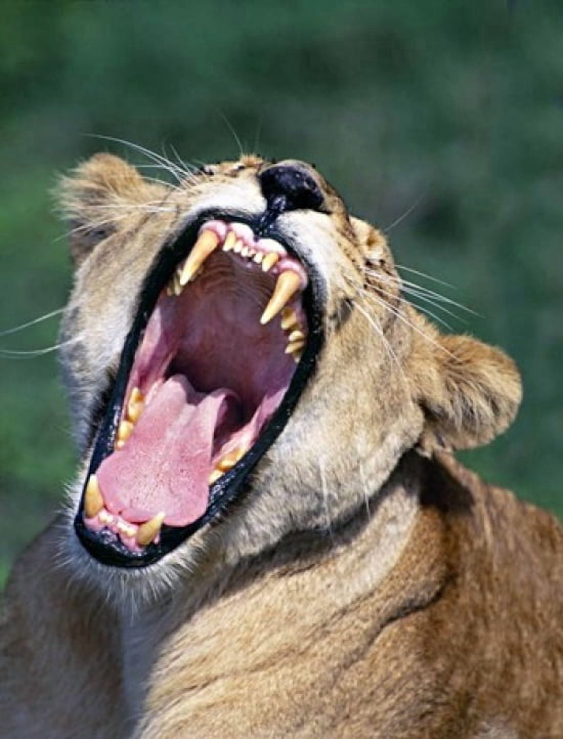 Lioness Tanzania Africa Canvas Art - Panoramic Images (19 x 24)