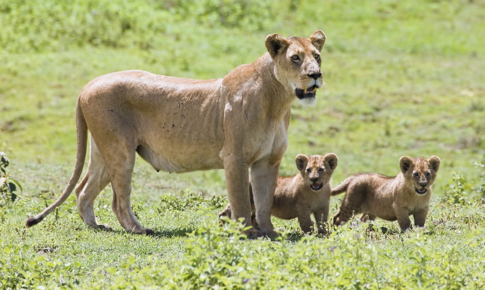Lioness With Cubs Canvas Art - Carson Ganci Design Pics (20 x 11)