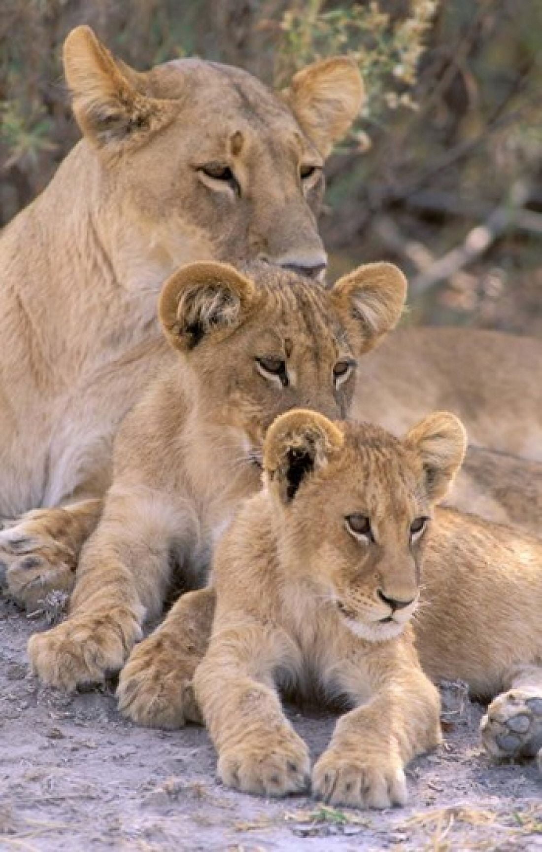 Lioness and Cubs Okavango Delta Botswana Canvas Art - Pete Oxford DanitaDelimont (23 x 36)