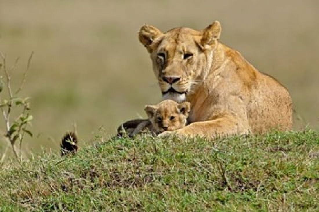 Lioness and cub Masai Mara Game Reserve Kenya Canvas Art - Adam Jones DanitaDelimont (35 x 23)