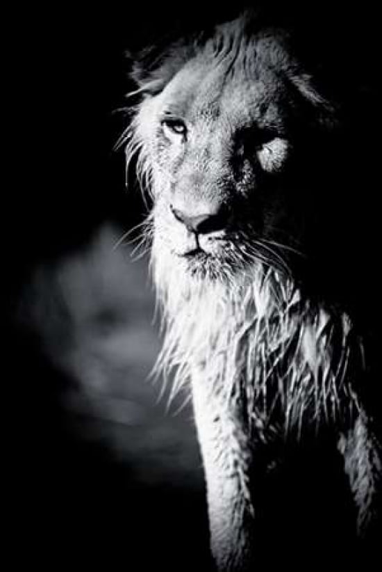 Lioness in Water II Canvas Art - Beth Wold (12 x 18)