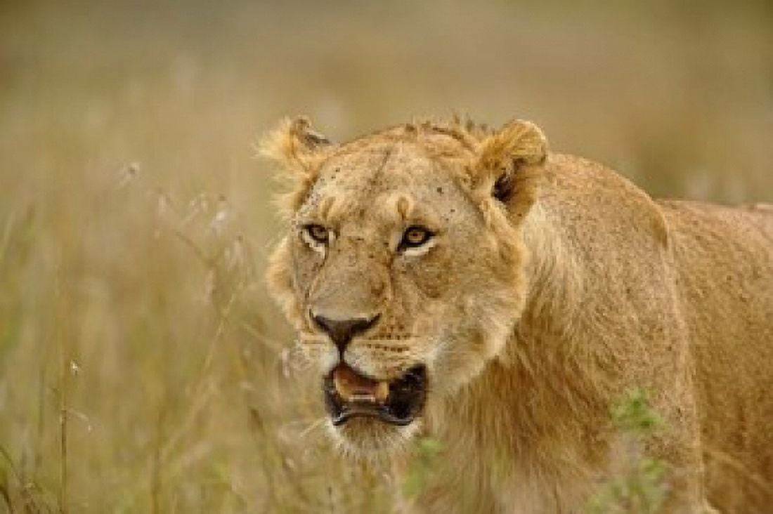 Lioness on the hunt in tall grass Masai Mara Game Reserve Kenya Canvas Art - Adam Jones DanitaDelimont (35 x 23)