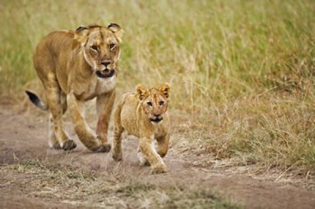 Lioness with her cub in tire tracks Masai Mara Kenya Canvas Art - Adam Jones DanitaDelimont (35 x 24)