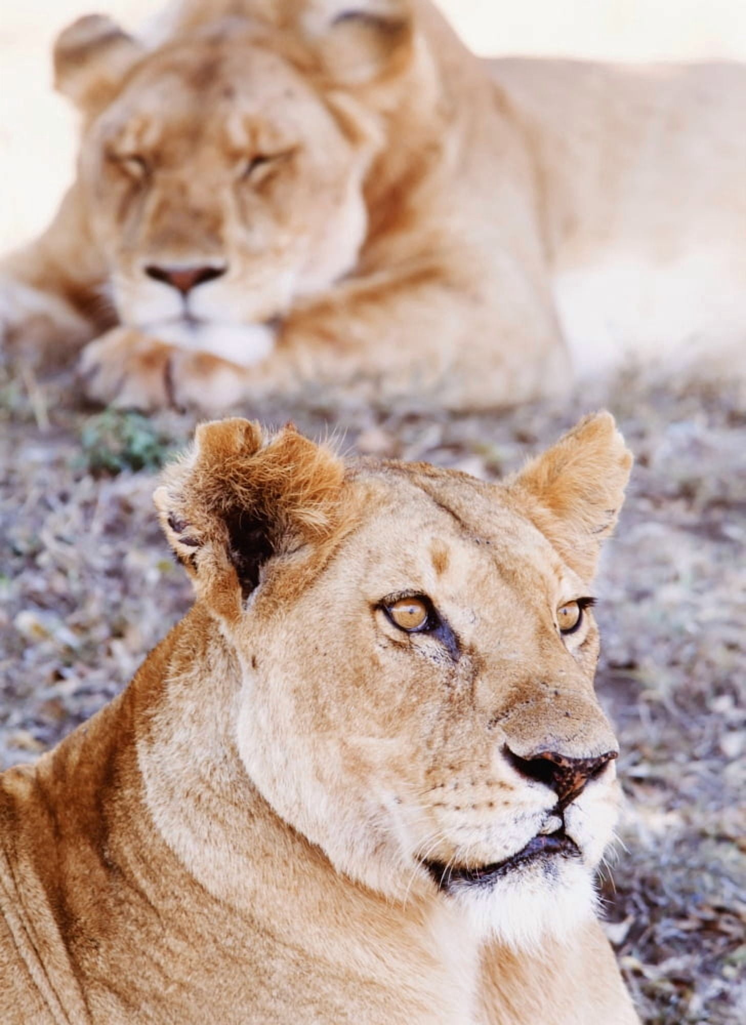 Lionesses Lying In Shade In Maasai Mara Game Reserve Canvas Art - Ian Cumming Design Pics (13 x 18)