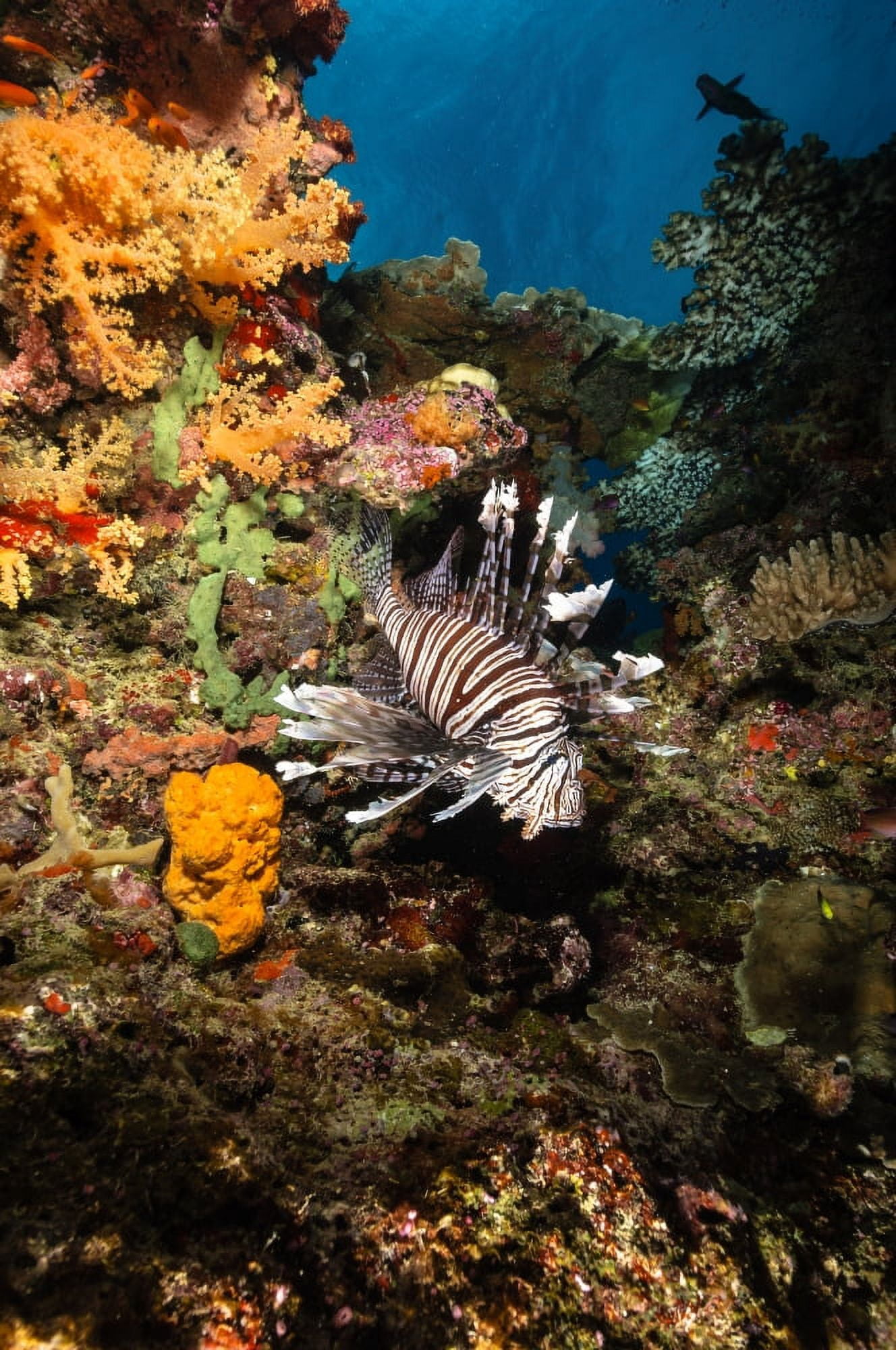 Lionfish Fiji Canvas Art - Todd WinnerStocktrek Images (12 x 18)