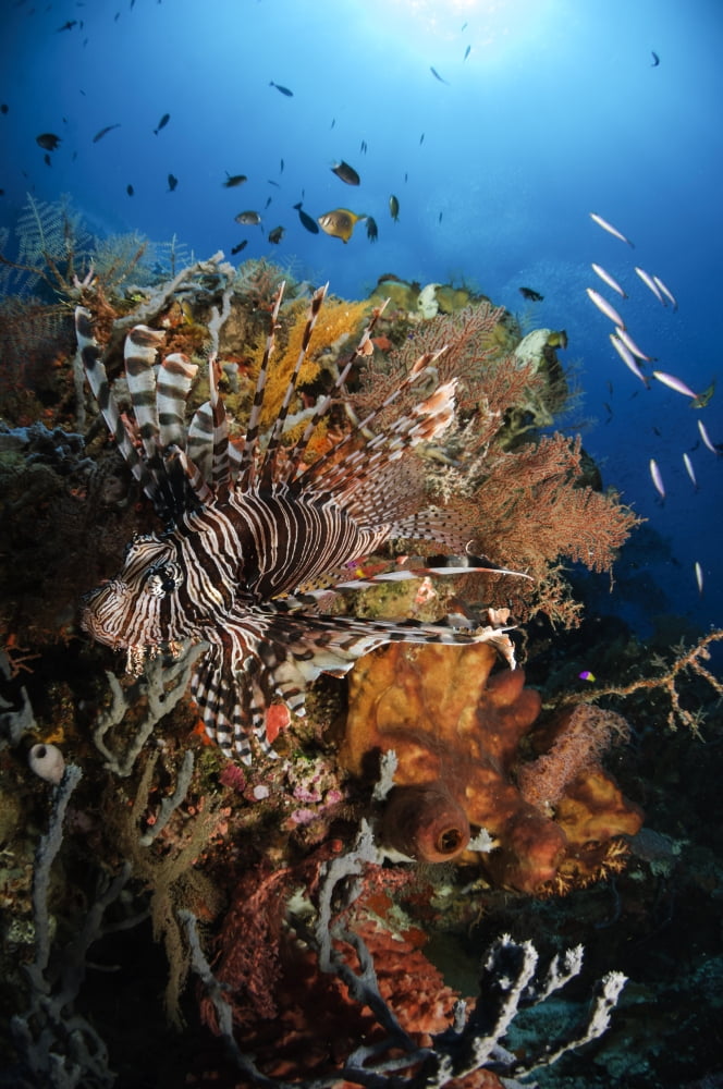 Lionfish Indonesia Canvas Art - Todd WinnerStocktrek Images (12 x 18)