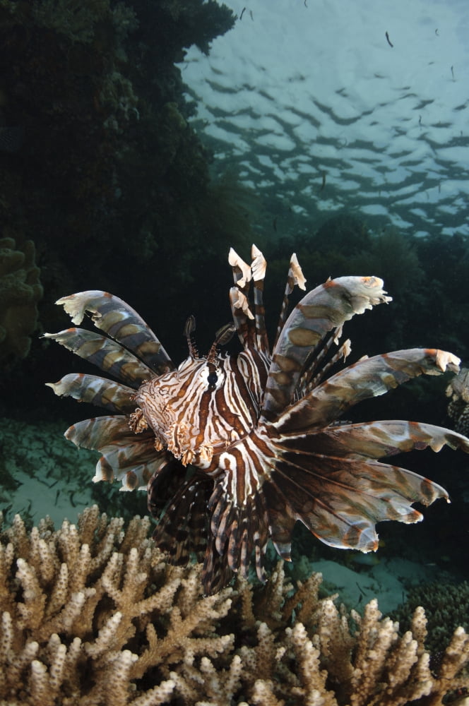 Lionfish Indonesia Canvas Art - Todd WinnerStocktrek Images (23 x 35)