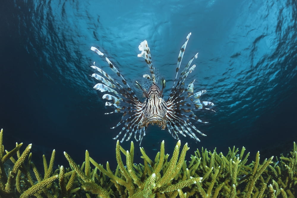 Lionfish (Pterois volitans) Indonesia Canvas Art - Dave Fleetham Design Pics (19 x 12)