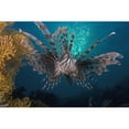 thumbnail image 1 of Lionfish  Pterois volitans  Indonesia. Poster Print by VWPics/Stocktrek Images, 1 of 2