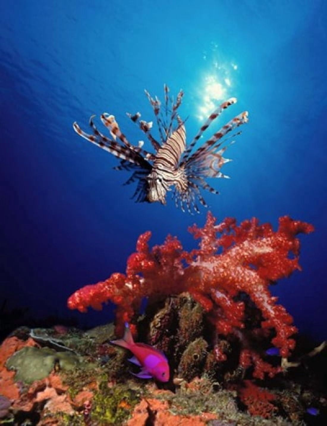 Lionfish (Pteropterus radiata) and Squarespot anthias (Pseudanthias pleurotaenia) with soft corals in the ocean Canvas Art - Panoramic Images (28 x 22)