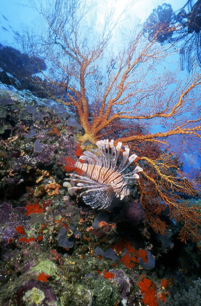 Lionfish and coral reef Heron Island Australia Canvas Art - Beverly FactorStocktrek Images (23 x 35)