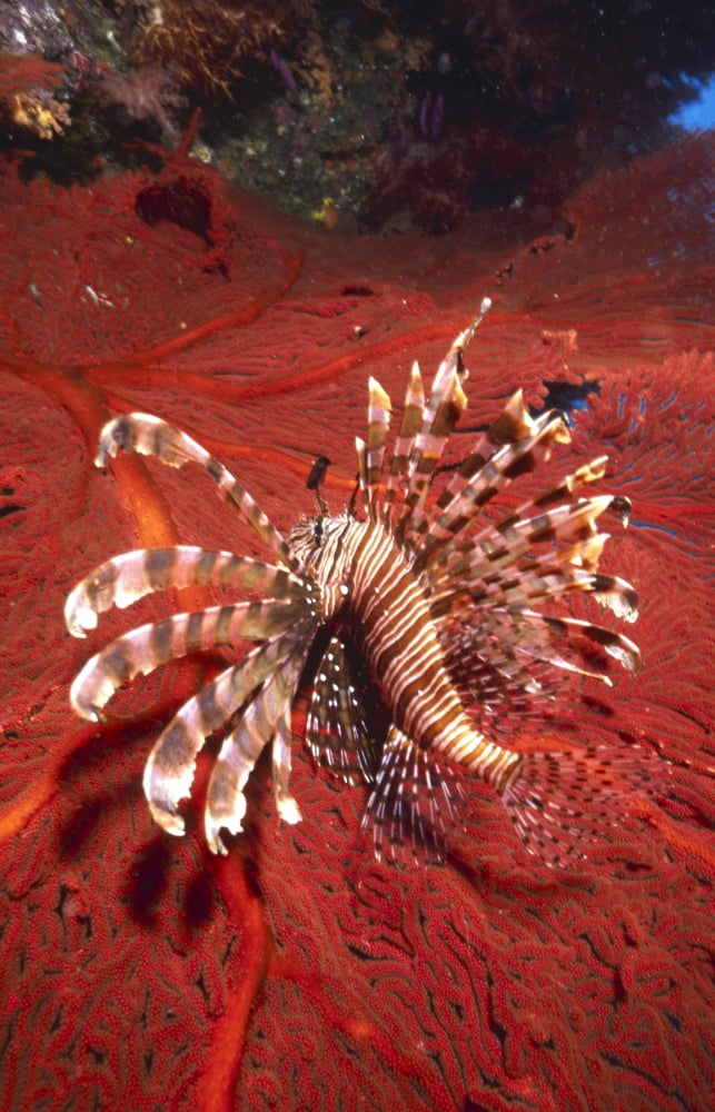 Lionfish and sea fan Fiji Canvas Art - Beverly FactorStocktrek Images (12 x 18)