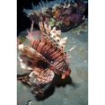 thumbnail image 1 of Lionfish at Daedalus Reef (Abu el Poster Print by Ali Kabas (26 x 38), 1 of 1