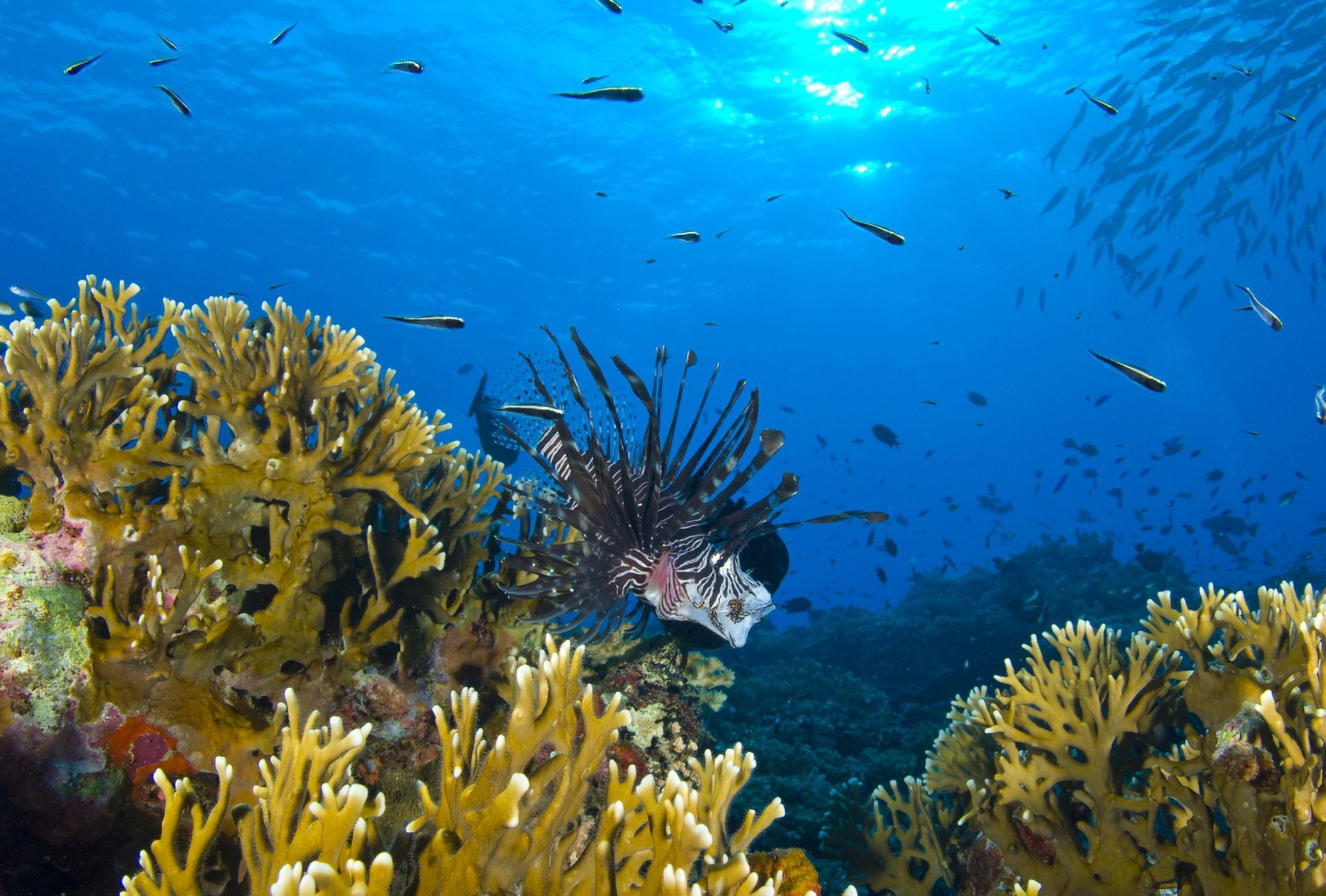 Lionfish foraging amongst corals and reef fish Papua New Guinea Canvas Art - Steve JonesStocktrek Images (18 x 12)