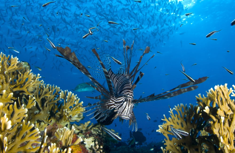 Lionfish foraging amongst corals and reef fish Papua New Guinea Canvas Art - Steve JonesStocktrek Images (18 x 12)