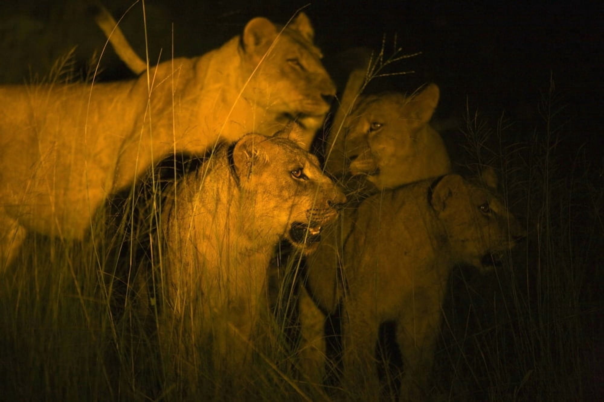 Lions At Night Canvas Art - Carson Ganci Design Pics (36 x 24)