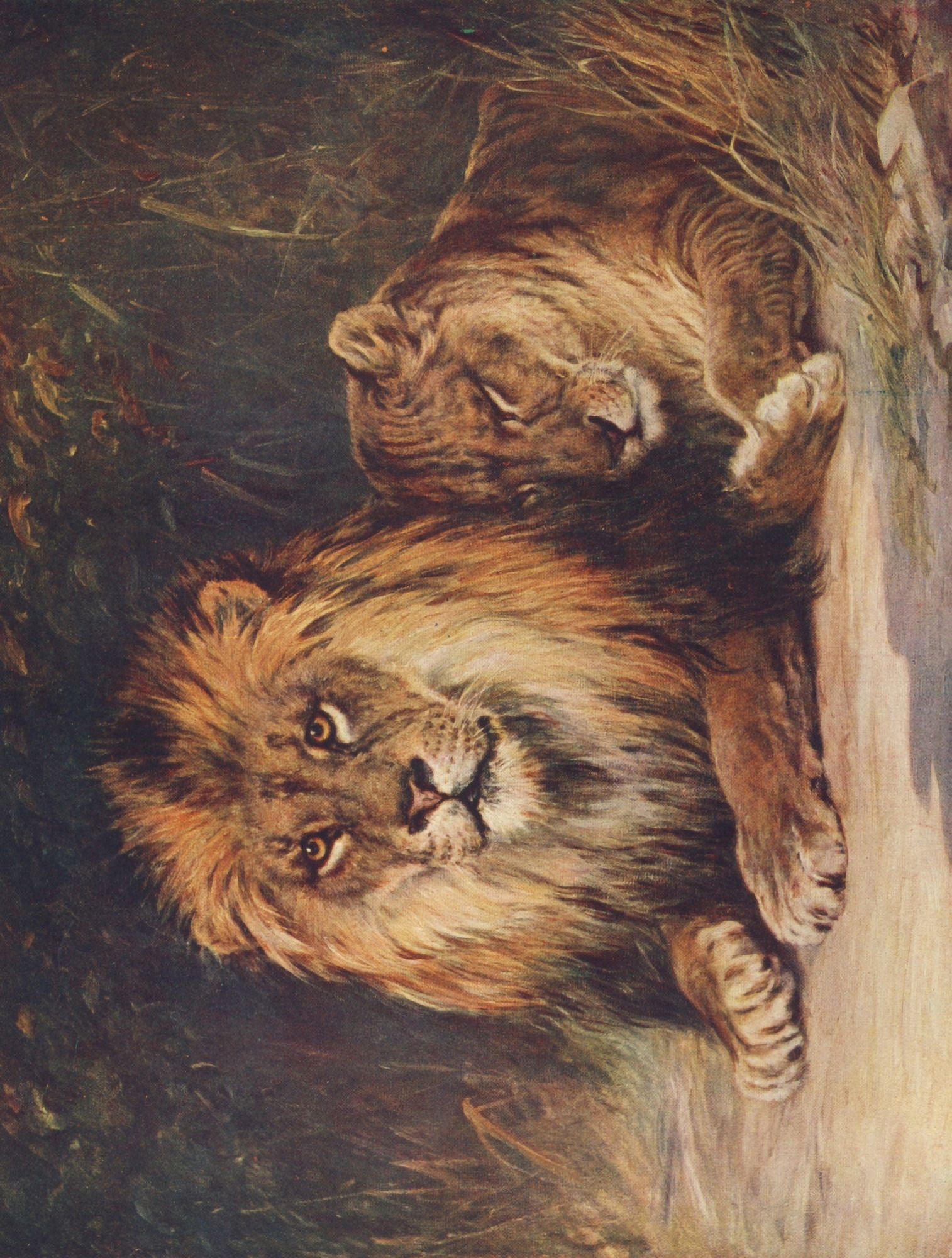 Lions Canvas Art - Harry Morley (24 x 36)