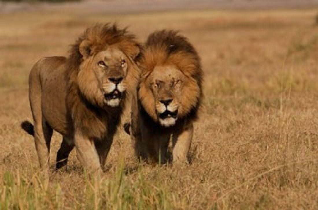 Lions Duba Pride Males Duba Plains Okavango Delta Botswana Canvas Art - Pete Oxford  DanitaDelimont (19 x 12)