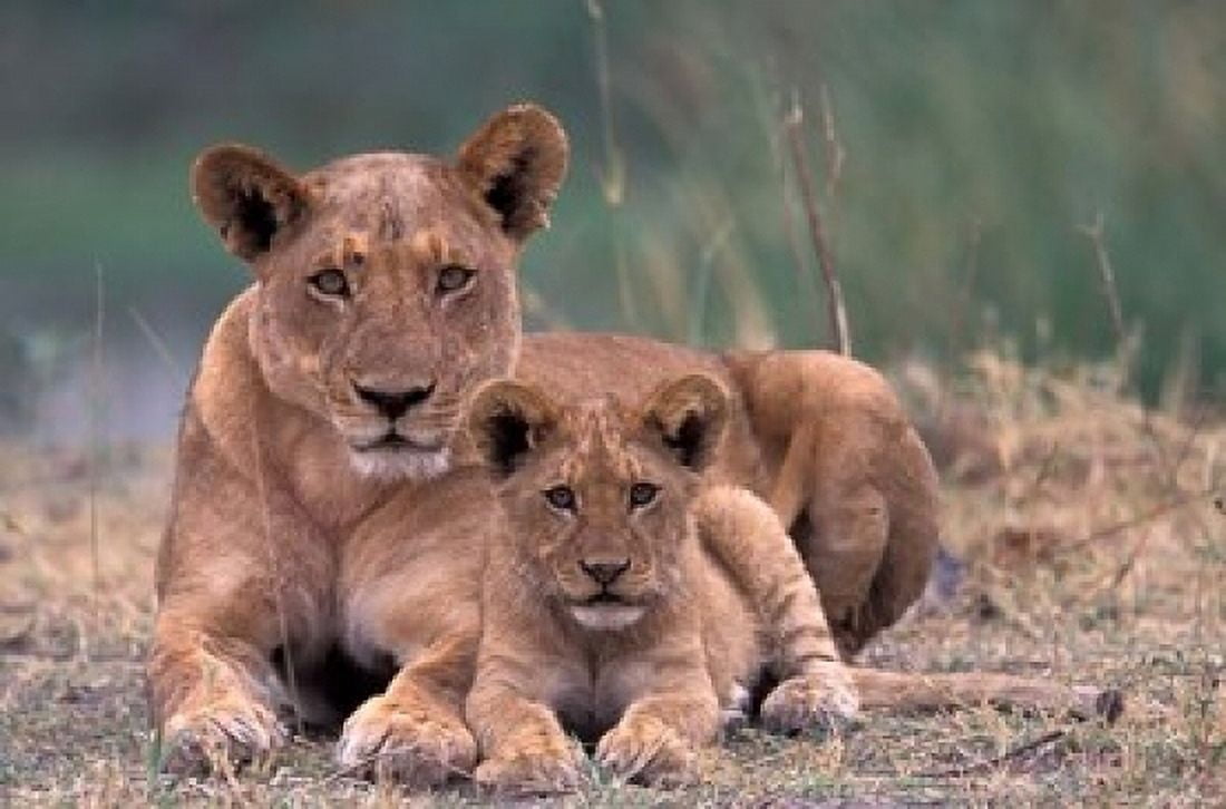 Lions Okavango Delta Botswana Canvas Art - Art Wolfe DanitaDelimont (24 x 15)